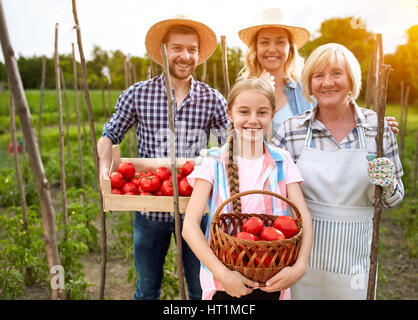 Lächelnde Bauern Kommissionierung Inland Tomaten im Garten Stockfoto