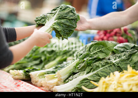 Mangold-Haufen Roh und frisch auf dem Markt Stockfoto