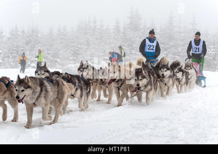 BELIS, Rumänien - Februar 6: Unbekannter Mann am ersten Hundeschlitten Racing Wettbewerb mit Husky Hunde teilnehmen. Am 6. Februar 2015 in Belis, Romani Stockfoto