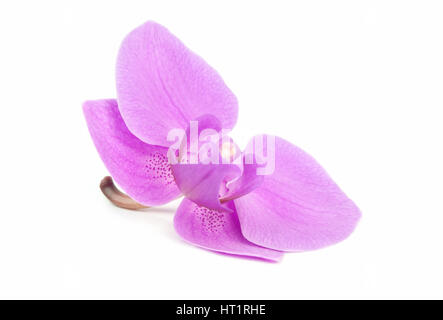 Rosa Orchidee, isoliert auf weiss Stockfoto