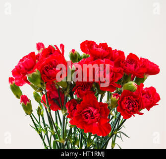 Ein paar rote Nelken in einen Haufen sind die Blüten meist in voller Blüte und in einem unordentlichen Haufen Stockfoto