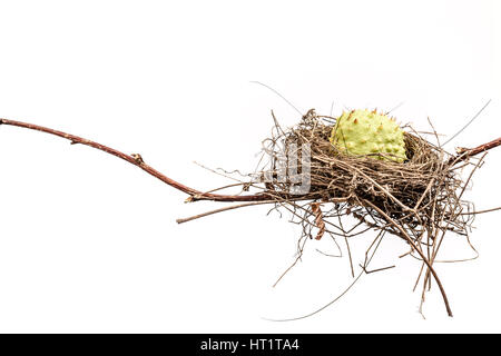 Konzeptbild von einem Vogelnest isoliert auf weißem Hintergrund. Vogelnest. Stockfoto