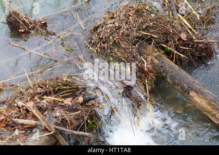 Wasser ist durch eine Pause in einem Biber Damm nach starken Regenfällen hetzen. Stockfoto