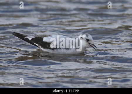 1. Winter kleine Möwe am Torcross Ende des Slapton Ley. Stockfoto