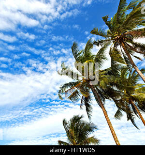 Bewegungsunschärfe in Philippinen Palm Blatt und AST Blick von unten in der Nähe von Pazifischer Ozean Stockfoto