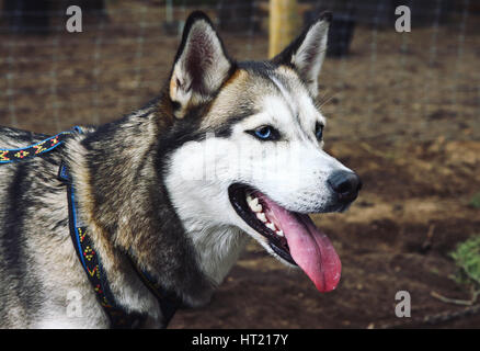 Nahaufnahme von Siberian Husky Hund mit blauen Augen Blick in die Zukunft Stockfoto