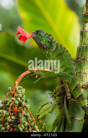 Eine juvenile grüner Leguan, Iguana Iguana, Essen eine Hibiskusblüte in Costa Rica.  Leguane sind in erster Linie Pflanzenfresser. Stockfoto