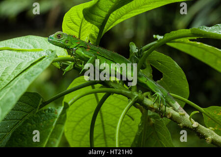 Eine juvenile grüner Leguan, Iguana Iguana, versteckt sich in Blätter für Schutz in Costa Rica. Stockfoto