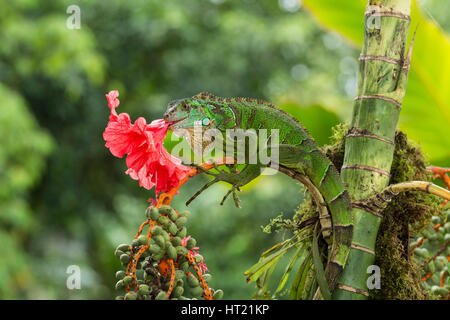 Eine juvenile grüner Leguan, Iguana Iguana, Essen eine Hibiskusblüte in Costa Rica.  Leguane sind in erster Linie Pflanzenfresser. Stockfoto