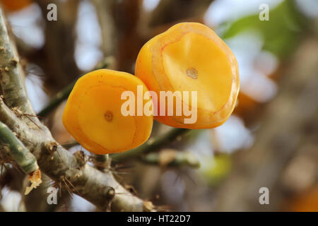 Wachs Rose Blume im Botanischen Garten in Chiang Mai, Thailand Stockfoto