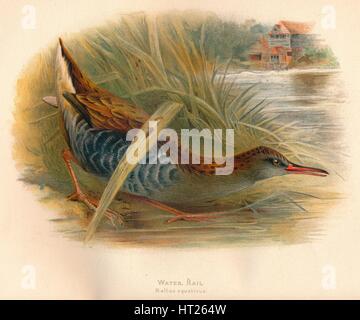 "Wasser-Rail (Rallus Aquaticus)", 1900, (1900). Künstler: Charles Whymper. Stockfoto