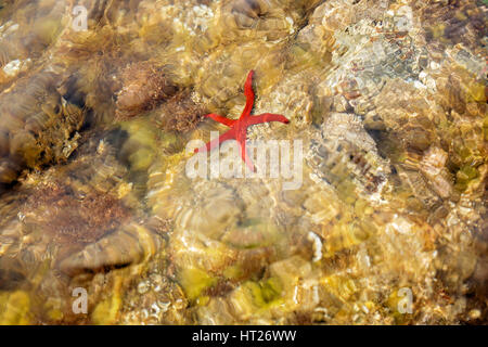 Roter Seestern im Wasser an der Côte d ' Azur Stockfoto