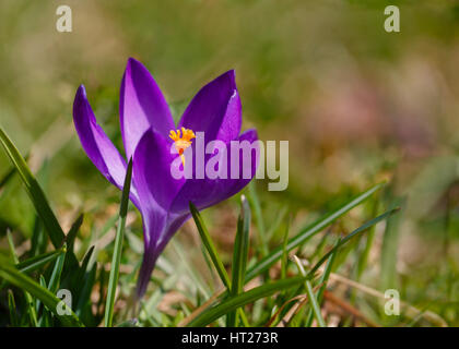 Früh blühende Specie Krokus Blüte im Rasen. Stockfoto