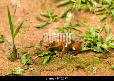 Frosch, Hyla Lanciformis, Manu Nationalpark in Peru Stockfoto