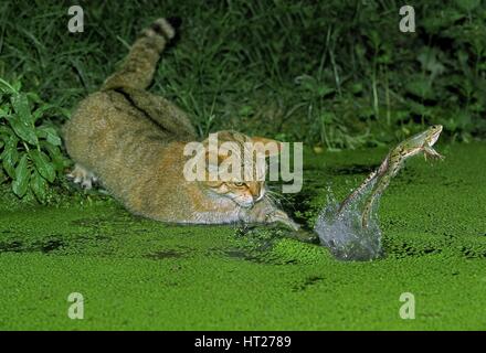 Europäische Wildkatze Felis Silvestris, Erwachsene HUNTING GREEN FROG Rana esculenta Stockfoto