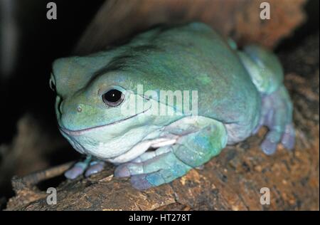 Whites Laubfrosch, Litoria Caerulea, Erwachsene Stockfoto