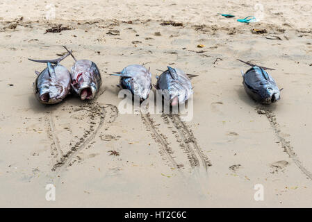 Frischer Thunfisch auf den Strand von Tamarin Bucht von Mauritius Stockfoto