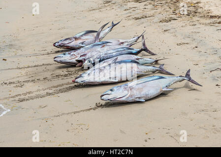 Frischer Thunfisch auf den Strand von Tamarin Bucht von Mauritius Stockfoto