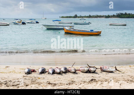 Tamarin, Mauritius - 8. Dezember 2015: Tamarin Bucht Landschaft bei bewölktem Wetter mit frischem Thunfisch Fisch am Strand im Vordergrund, Tamarin, Mauritius Stockfoto