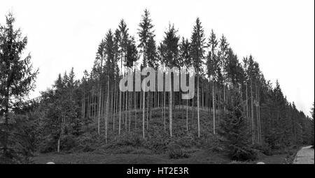 Grüne Fichte, Tannenwald, schöner Panoramablick Stockfoto