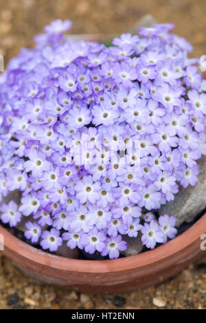 Dionysia Zschummelii Blumen gewachsen in einem alpinen Haus. RHS Wisley Gärten, Surrey, UK Stockfoto