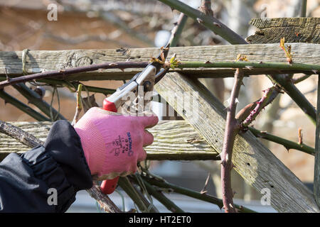 Gärtner zurückschneiden Rosen im Winter. de Stockfoto