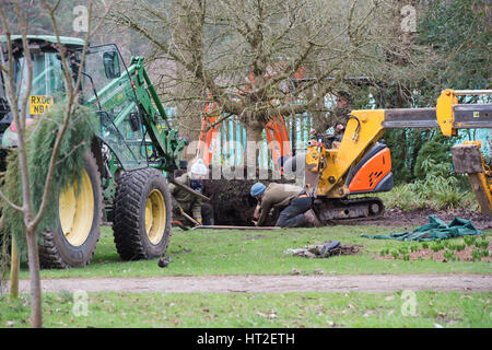 Gärtner, Verwurzelung eines Baumes mit schwerem Gerät im RHS Wisley Gardens, Surrey, UK Stockfoto