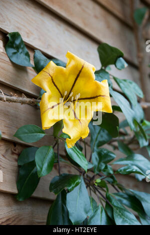 Solandra Maxima. Goldener Kelch Ranke Blume im RHS Wisley Gardens, Surrey, England Stockfoto