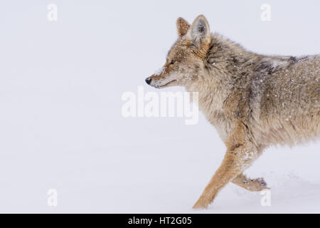 Kojote (Canis Latrans) Reise durch die verschneite Landschaft des Yellowstone National Park im Februar 2017. Stockfoto