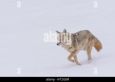 Kojote (Canis Latrans) Reise durch die verschneite Landschaft des Yellowstone National Park im Februar 2017. Stockfoto