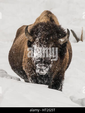 Bisons (Bison Bison) gemeinhin als Buffalo im Yellowstone Nationalpark, WY, USA den brutalen Winter zu überleben.   Februar 2017. Stockfoto