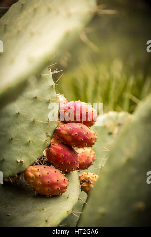 Kakteen wachsen wild in der Costa Blanca, Spanien, Europa. Stockfoto