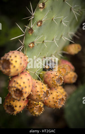 Kakteen wachsen wild in der Costa Blanca, Spanien, Europa. Stockfoto