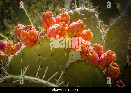 Kakteen wachsen wild in der Costa Blanca, Spanien, Europa. Stockfoto