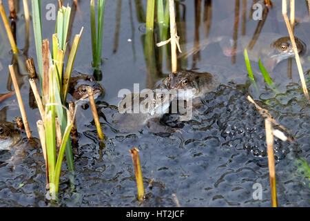 Gemeinsamen Frösche sammeln in einem Teich in Derbyshire, England, März zu züchten. Stockfoto