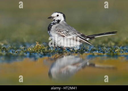 Bachstelze (Motacilla Alba), zu Fuß in einem Sumpf Stockfoto