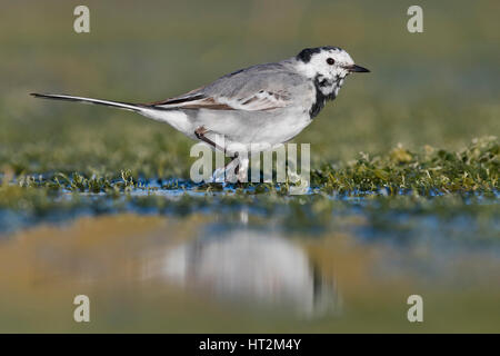 Bachstelze (Motacilla Alba), zu Fuß in einem Sumpf Stockfoto