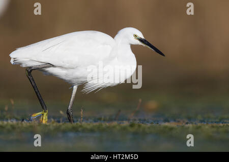 Seidenreiher (Egretta Garzetta), zu Fuß in einem Sumpf Stockfoto