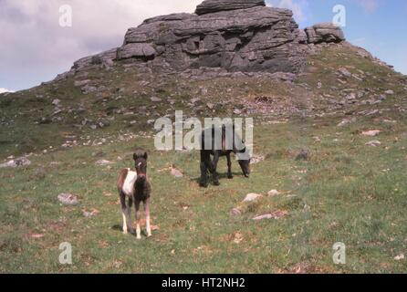 Dartmoor-Ponys und Granit Tor, Kestor Rock, Dartmoor, Devon, 20. Jahrhundert. Künstler: CM Dixon. Stockfoto