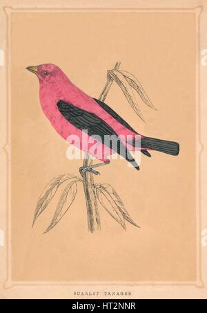 "Scarlet Tanager", (Piranga Olivacea), c1850, (1856). Künstler: unbekannt. Stockfoto