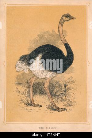 "Der Strauß', (Struthio Camelus), c1850, (1856). Künstler: unbekannt. Stockfoto