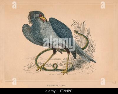 "Sekretär Vogel" (Sagittarius Serpentarius), c1850, (1856). Künstler: unbekannt. Stockfoto