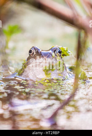 Killearn, Stirlingshire, Schottland, Großbritannien. 6. März 2017. UK-Wetter - Frösche zurück zu einem Gartenteich an einem hellen Frühlingstag in Stirlingshire Credit: Kay Roxby/Alamy Live News Stockfoto