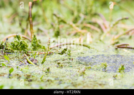 Killearn, Stirlingshire, Schottland, Großbritannien. 6. März 2017. UK-Wetter - Frosch Oberflächen durch Teich Unkraut auf der linken Seite einen großen Flecken frisch gelegten Frogspawn an einem überwiegend hellen Frühlingstag mit gelegentlichen Regenschauern Credit: Kay Roxby/Alamy Live News Stockfoto