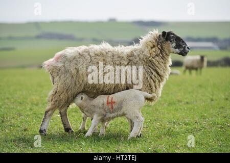 Seaford, East Sussex, UK. 6. März 2017. Großbritannien Wetter. Zwei Lämmer auf der South Downs in der Nähe von Seaford zweistelligen Temperaturen genießen. Bildnachweis: Peter Cripps/Alamy Live-Nachrichten Stockfoto