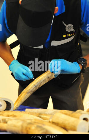 Bangkok, Thailand. 7. März 2017. Ein forensischer Agent reinigt ein Stück des afrikanischen Elefanten Tusk beschlagnahmt von Schmugglern auf die Customs Department of Suvarnabhumi International Airport in Bangkok, Thailand, 7. März 2017. Behörden in Thailand am Montag beschlagnahmt 422 Stücke von geschmuggelten Elfenbein mit einem Gewicht von etwa 330 Kilogramm, die in Ladungen aus Malawi verborgen sind. Bildnachweis: Rachen Sageamsak/Xinhua/Alamy Live-Nachrichten Stockfoto