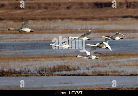 Shijiazhuang, China der Provinz Hebei. 7. März 2017. Schwäne fliegen über das Feuchtgebiet des Yanghe Stausees in Zhangjiakou Stadt, Nordchinas Provinz Hebei, 7. März 2017. Bildnachweis: Yang Shiyao/Xinhua/Alamy Live-Nachrichten Stockfoto