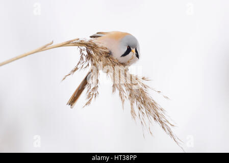 Bärtigen Reedling (Panurus Biarmicus), männliche sitzen auf Reed, Sachsen, Deutschland Stockfoto