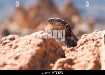 Tenerife Eidechse (Gallotia Galloti), Teide-Nationalpark, Teneriffa, Kanarische Inseln, Spanien Stockfoto