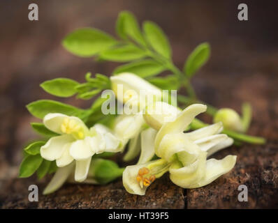 Genießbare moringa Blumen mit grünen Blättern in Holz Oberfläche Stockfoto